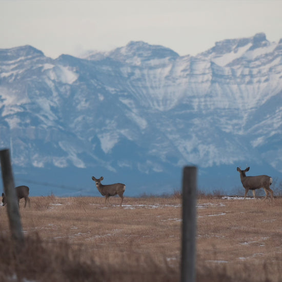 Mobile Presets - Everyday Adventure Presets Pack. Travel horse riding equestrian australian canada preset editing pack.